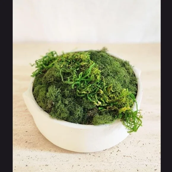 HANDMADE Preserved Moss Bowl Centerpiece